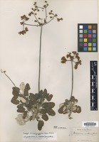 Isotype of Eriogonum rubescens Greene [family POLYGONACEAE]