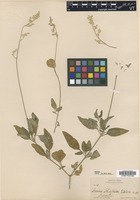 Type? of Iresine schaffneri S. Watson [family AMARANTHACEAE]