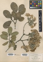 Type? of Cordia morelosana Standl. [family BORAGINACEAE]