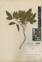 Syntype of Balfourodendron riedelianum (Engl.) Engl. [family RUTACEAE]