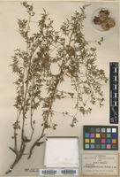 Type? of Urvillea dissecta S. Watson [family SAPINDACEAE]