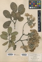 Type? of Cordia morelosana Standl. [family BORAGINACEAE]