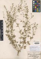 Isotype of Perityle microglossa Benth. var. effusa A. Gray [family ASTERACEAE]
