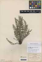 Isotype of Notholaena pallens Weath. [family PTERIDACEAE]