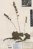 Isotype of Heuchera pringlei Rydb. [family SAXIFRAGACEAE]