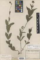 Lectotype of Verbena rigida Spreng. var. rigida [family VERBENACEAE]