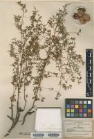 Type? of Urvillea dissecta S. Watson [family SAPINDACEAE]