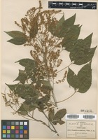 Type? of Thouinia acuminata S. Watson [family SAPINDACEAE]