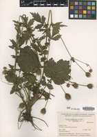 Isotype of Geum aleppicum Jacq. var. cuneatum Boivin [family ROSACEAE]