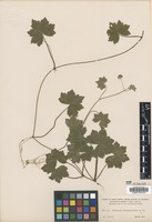 Type? of Hydrocotyle martaensis Rusby [family APIACEAE]