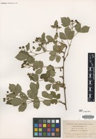 Type of Rubus jacens Blanch. [family ROSACEAE]
