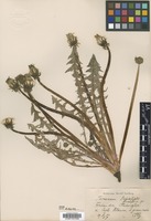 Type? of Taraxacum dahlstedtii Lindb. f. [family ASTERACEAE]