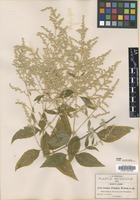 Type? of Iresine pringlei S. Watson [family AMARANTHACEAE]