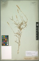 Type of Dactylis maritima Schrad. [family POACEAE]