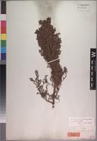 Lectotype of Erica stenantha Klotzsch ex Benth. [family ERICACEAE]