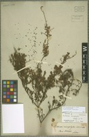 Isotype of Pultenaea microphylla Sieber ex DC. [family FABACEAE]