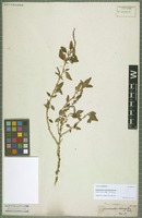 Type? of Amaranthus interruptus R. Br. [family AMARANTHACEAE]