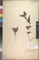 Isolectotype of Phaulopsis longifolia Thoms. ex C. B. Clarke [family ACANTHACEAE]