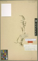 Syntype of Eragrostis purshii Schrad. variety pauciflora E. Fourn. [family POACEAE]