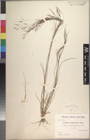 Syntype of Aristida scabrivalvis Hack. [family POACEAE]