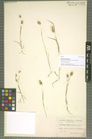 Isotype of Cynosurus pauii Sennen [family POACEAE]