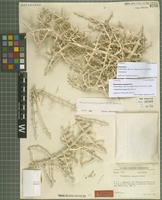 Holotype of Horaninovia pungens (Gilli) Botsch. [family CHENOPODIACEAE]