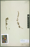 Type? of Amaranthus interruptus R. Br. [family AMARANTHACEAE]