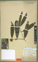 Isotype of Eugenia prosoneura O. Berg [family MYRTACEAE]