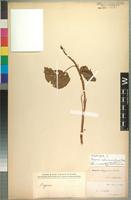 Isotype of Begonia salaziensis (Gaudich.) Warb. [family BEGONIACEAE]
