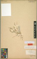 Isotype of Eragrostis tephrosanthos Schult. [family POACEAE]