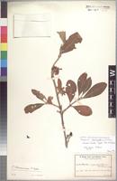 Isotype of Pavetta stipulopallium K. Schum. [family RUBIACEAE]