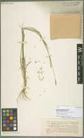 Type of Hordeum compressum Griseb. forma tenuispicatum Stuck. [family POACEAE]