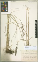 Syntype of Festuca porcii Hack. [family POACEAE]