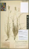 Syntype of Festuca versicolor Tausch subvariety transsilvanica Krajina [family POACEAE]