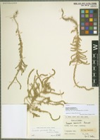 Isotype of Suaeda prostrata Pall. subspecies anatolica Aellen [family CHENOPODIACEAE]