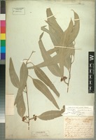 Holotype of Eucalyptus camaldulensis Dehnh. [family MYRTACEAE]