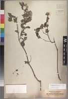 Isolectotype of Phaulopsis longifolia Thoms. ex C. B. Clarke [family ACANTHACEAE]