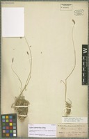 Syntype of Hordeum brevisubulatum (Trin.) Link subspecies violaceum (Boiss. & Hohen.) Tzvelev [family POACEAE]