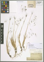 Isotype of Hordeum andinum Trin. [family POACEAE]