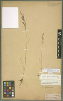 Syntype of Eragrostis purshii Schrad. variety pauciflora E. Fourn. [family POACEAE]