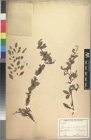 Syntype of Maytenus mossambicensis (Klotzsch) Blakelock variety ambonensis (Loes.) N. Robson [family CELASTRACEAE]