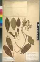 Isotype of Nuxia floribunda Benth. variety holstii Gilg [family BUDDLEJACEAE]