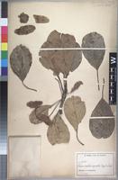Isolectotype of Terminalia superba Engl. and Diels [family COMBRETACEAE]