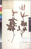 Isotype of Leptactina prostrata K. Schum. [family RUBIACEAE]
