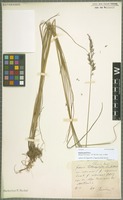Syntype of Festuca porcii Hack. [family POACEAE]