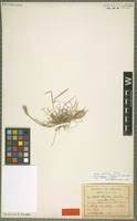 Isotype of Hordeum secalinum Schreb. variety parviflorum Hack. [family POACEAE]