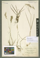 Isotype of Arrhenatherum riofrioi Sennen [family POACEAE]
