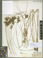 Original material of Juncus glaucus Ehrh. [family JUNCACEAE]