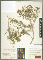 Isotype of Salsola pseudonitraria Aellen & Rech. f. [family CHENOPODIACEAE]