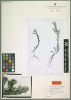 Filed as Teixeiranthus foliosus (Gardner) R. M. King & H. Rob. [family ASTERACEAE]